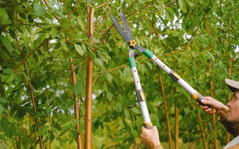 Tree trimming in Oakford, IN
