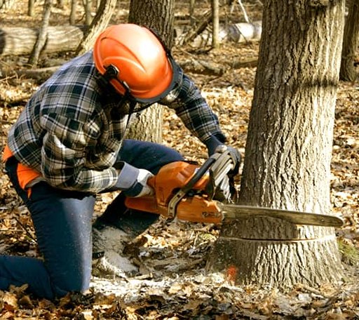 Tree Removal in Oakford, IN